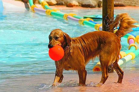 a dog with a ball walks around the pool