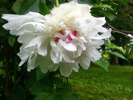Behold the Awesome Peony