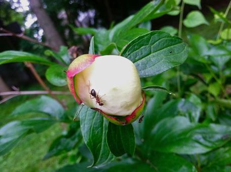 Behold the Awesome Peony