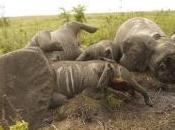 Military-style Attacks Result Elephant Deaths
