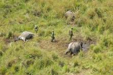 Military-style attacks in DRC result in 68 elephant deaths