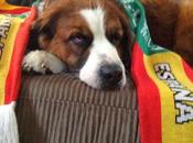 Photos: FIFA World 2014 Celebrated Dogs