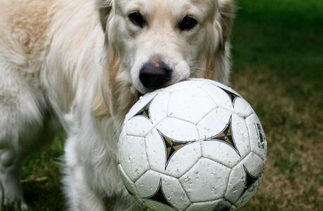 Photos: FIFA World Cup 2014 celebrated by dogs