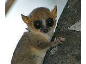 News IUCN List Raises More Flags Threatened Species