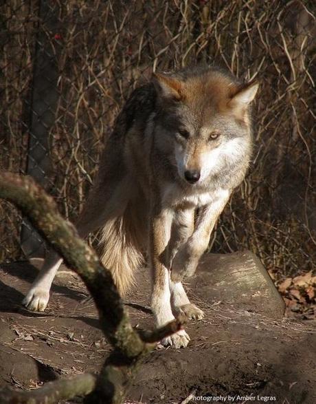 Changes Needed to Help Mexican Wolves