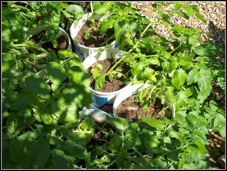 Harvesting potatoes