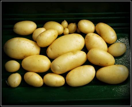 Harvesting potatoes