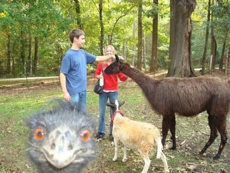 animalphotobombs2