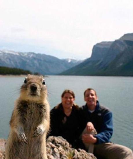 animalphotobombs4