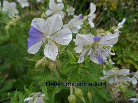 Geranium pratense 'Splish Splash'