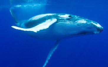 Japan Wants to Start Whaling Again: Here’s Why They Can Legally Do It