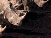 Debunking Legal Trade Concept Rhino Horn