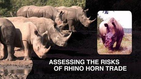 Debunking the Legal Trade Concept for Rhino Horn