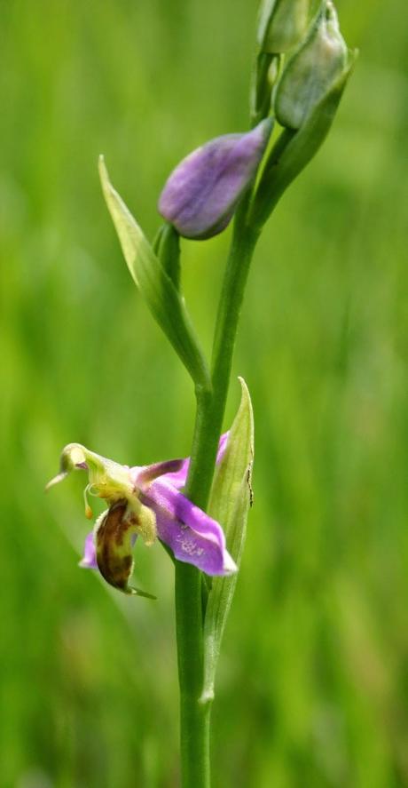 Wasp Orchid (Bee Orchid Var. trollii) Probable first for Vc 55!!