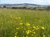 Walk Bath Skyline Miles