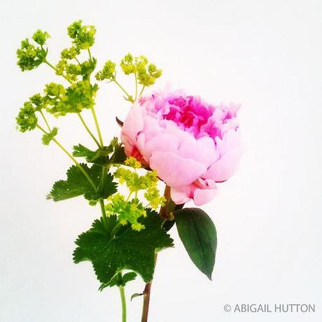 Developed an obsession of composing minimalist images of flowers...
