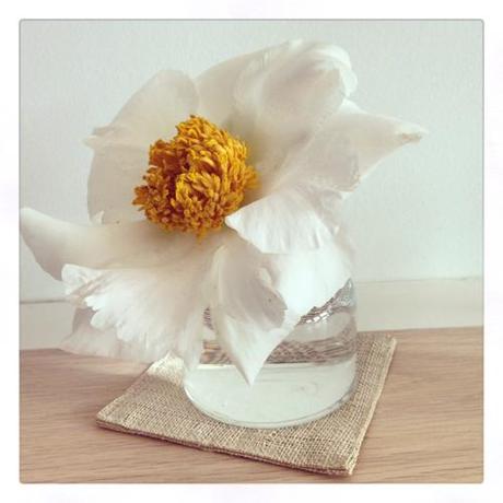 White Peony In White Vase 