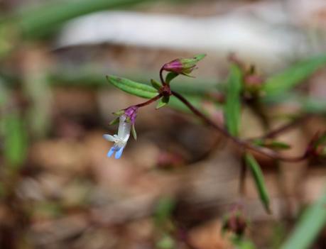 Face-to-Face with Plants