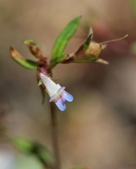 Face-to-Face with Plants