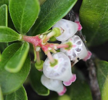 Face-to-Face with Plants