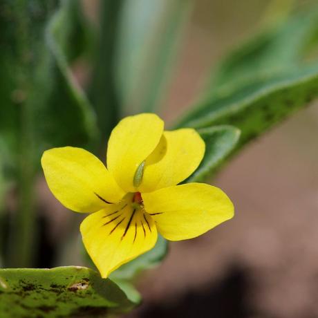 Face-to-Face with Plants