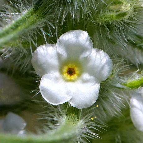 Face-to-Face with Plants