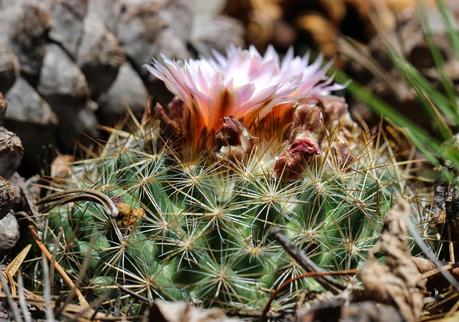 Face-to-Face with Plants