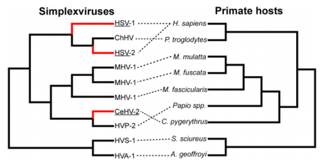The family tree of primates (right) and Herpes in primates (right). Note HSV-2 is weird