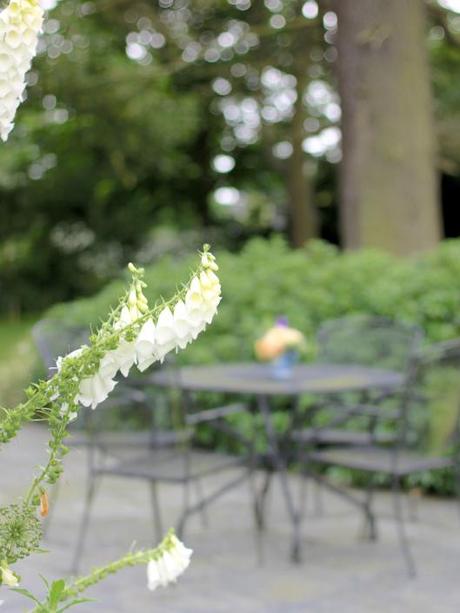 White Foxgloves