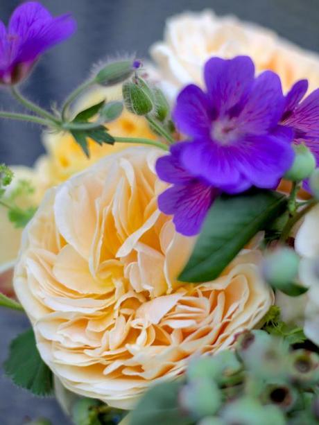 Rose Crown Princess Margareta