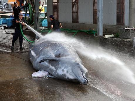Japan Kills 30 Minke Whales in First Hunt Since ICJ Ruling