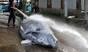 In March, the International Court of Justice ordered Japan to cease its whaling in the Antarctic