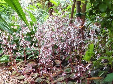 Garden Blogger's Bloom Day June 2014