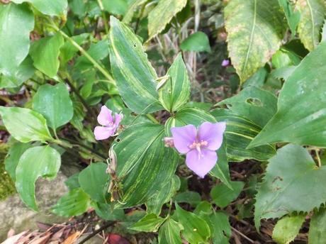 Garden Blogger's Bloom Day June 2014