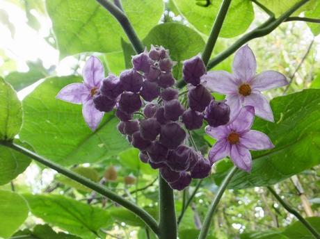 Garden Blogger's Bloom Day June 2014