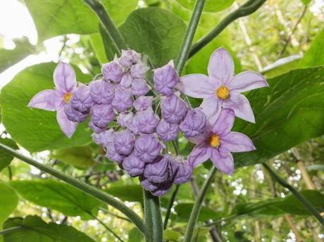 Garden Blogger's Bloom Day June 2014