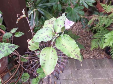 Garden Blogger's Bloom Day June 2014