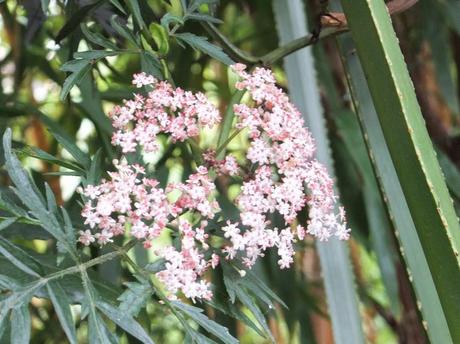 Garden Blogger's Bloom Day June 2014