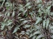 Athyrium Niponicum Var. Pictum