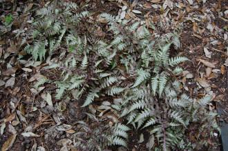 Athyrium niponicum var. pictum (19/04/2014, Kew Gardens, London)
