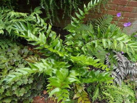 Japanese holly fern