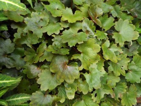 Saxifraga fortunei ‘Wada’s Form’