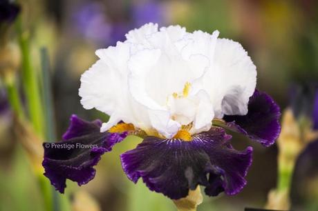 Iris Flower Bearded Iris