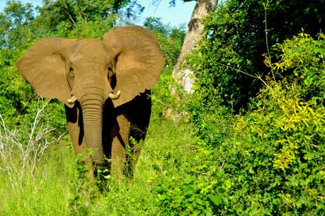Poachers Kill World's Largest Elephant