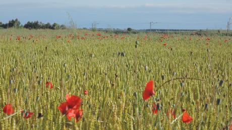 Journey to nowhere. A pleasurable oasis. Amapolas entre el trigo, cerca de Beire.