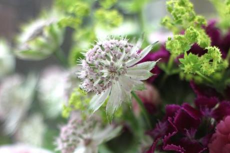 Astrantia