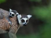 Over Species Added IUCN Threatened List, Including Lemurs