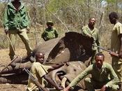 WildLeaks Wildlife Crime Stories