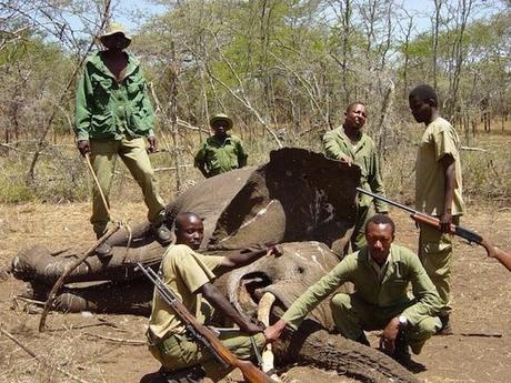 WildLeaks – Wildlife Crime Stories WildLeaks – Wildlife Crime Stories