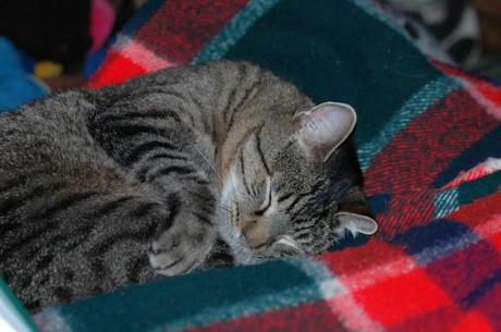 D-CON: the Poison that Keeps on Killing D-CON: the Poison that Keeps on Killing